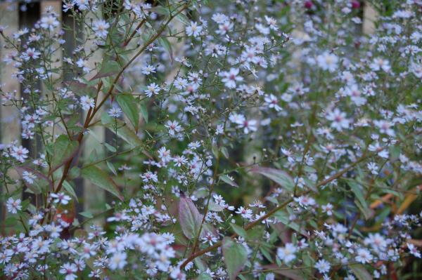 Aster cordifolius 'Ideal' | Schleier-Aster